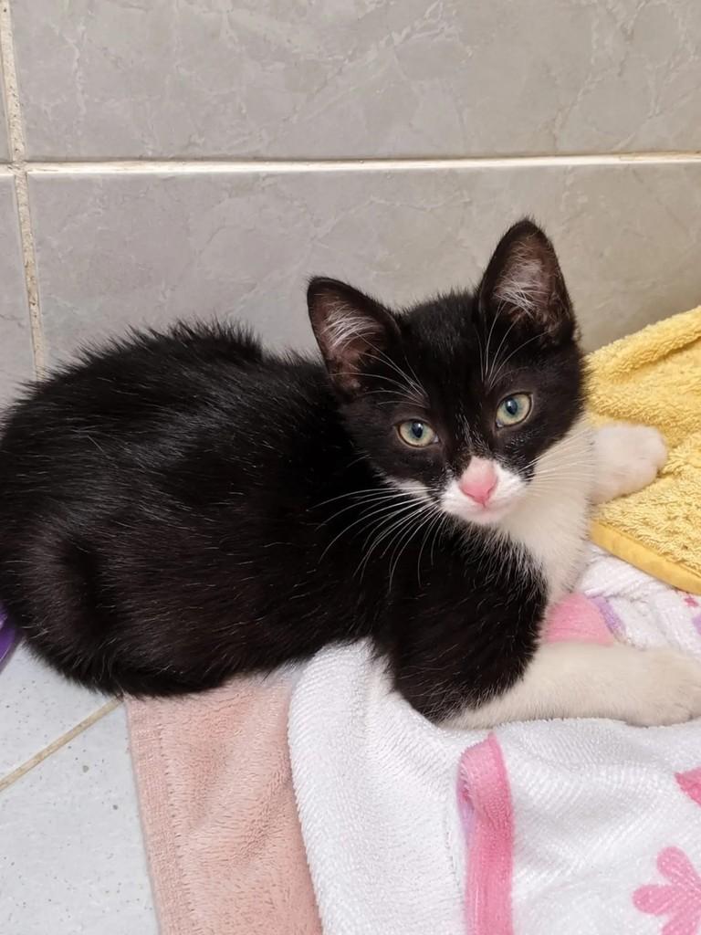 Harry, gato de porte pequeno para adoção em Niterói - RJ — foto 3 de 4