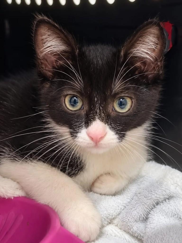 Harry, gato de porte pequeno para adoção em Niterói - RJ — foto 4 de 4