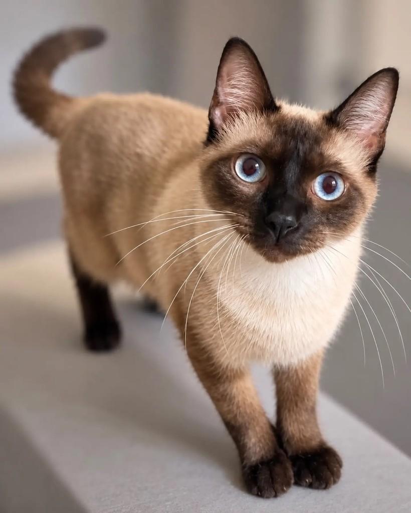 Zezé, gato de porte pequeno para adoção em Niterói - RJ