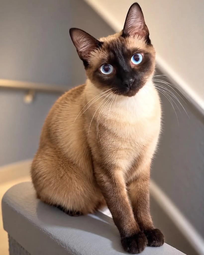 Zezé, gato de porte pequeno para adoção em Niterói - RJ — foto 2 de 4