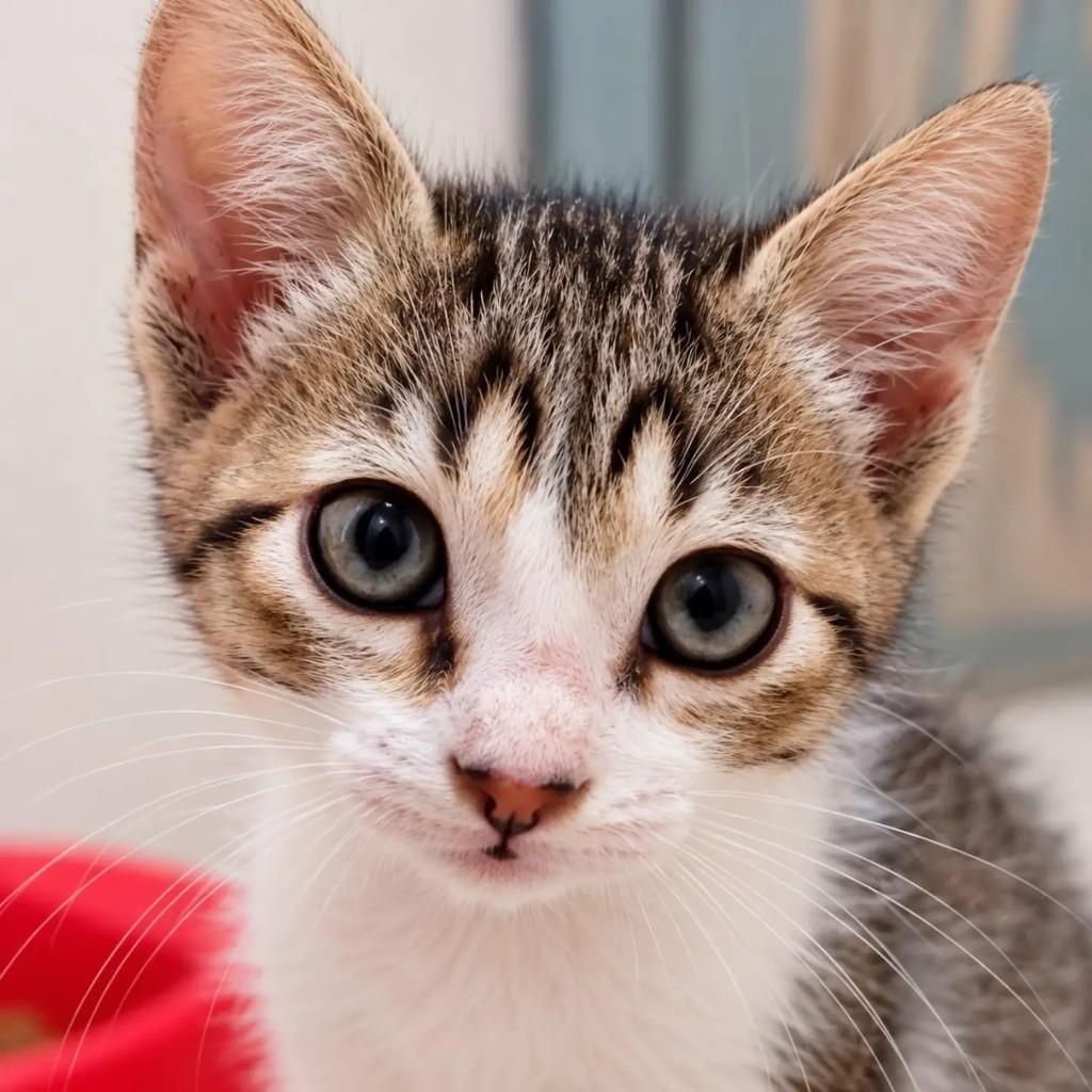 Amandinha, gata de porte pequeno para adoção em Niterói - RJ — foto 2 de 4