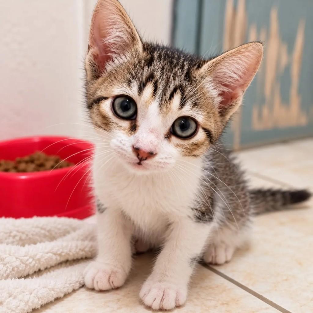 Amandinha, gata de porte pequeno para adoção em Niterói - RJ — foto 3 de 4
