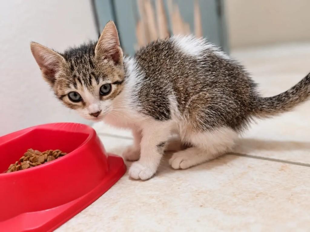 Amandinha, gata de porte pequeno para adoção em Niterói - RJ — foto 4 de 4