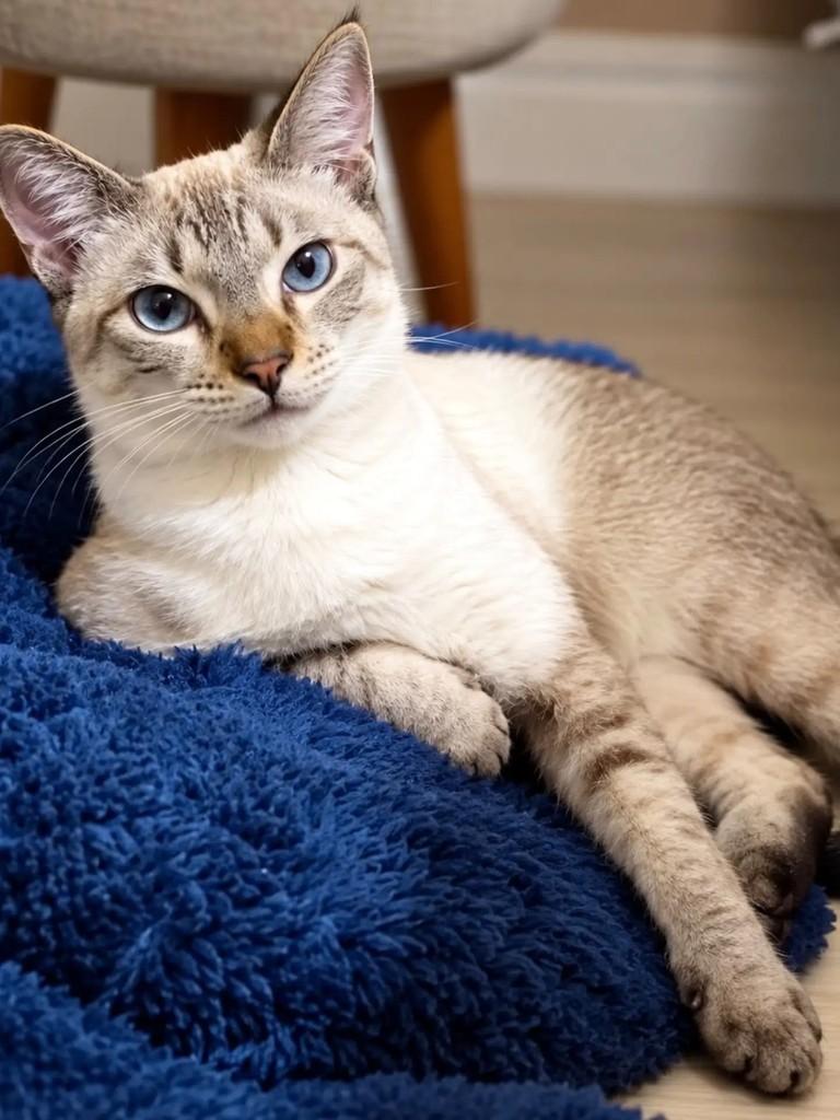 Shelb, gato de porte pequeno para adoção em Niterói - RJ — foto 2 de 2