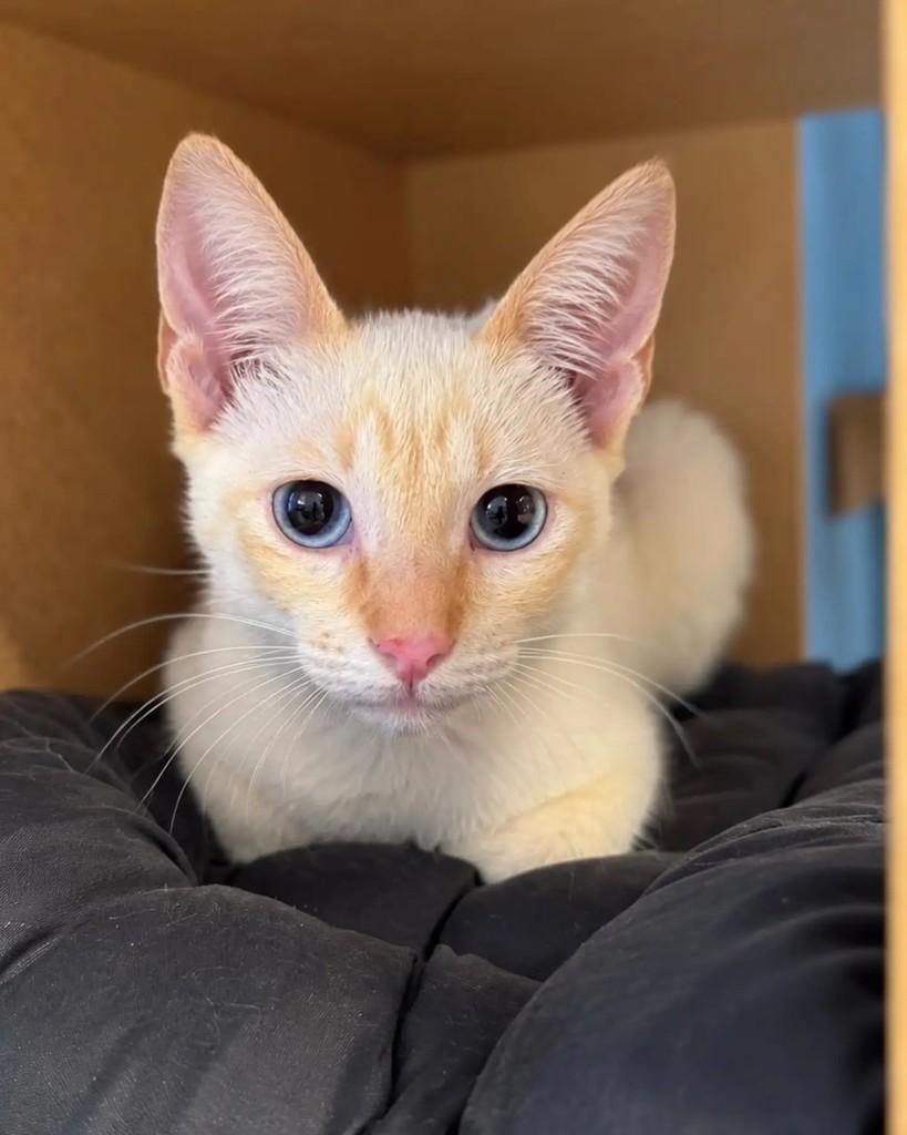 Mucilon, gato de porte pequeno para adoção em Niterói - RJ