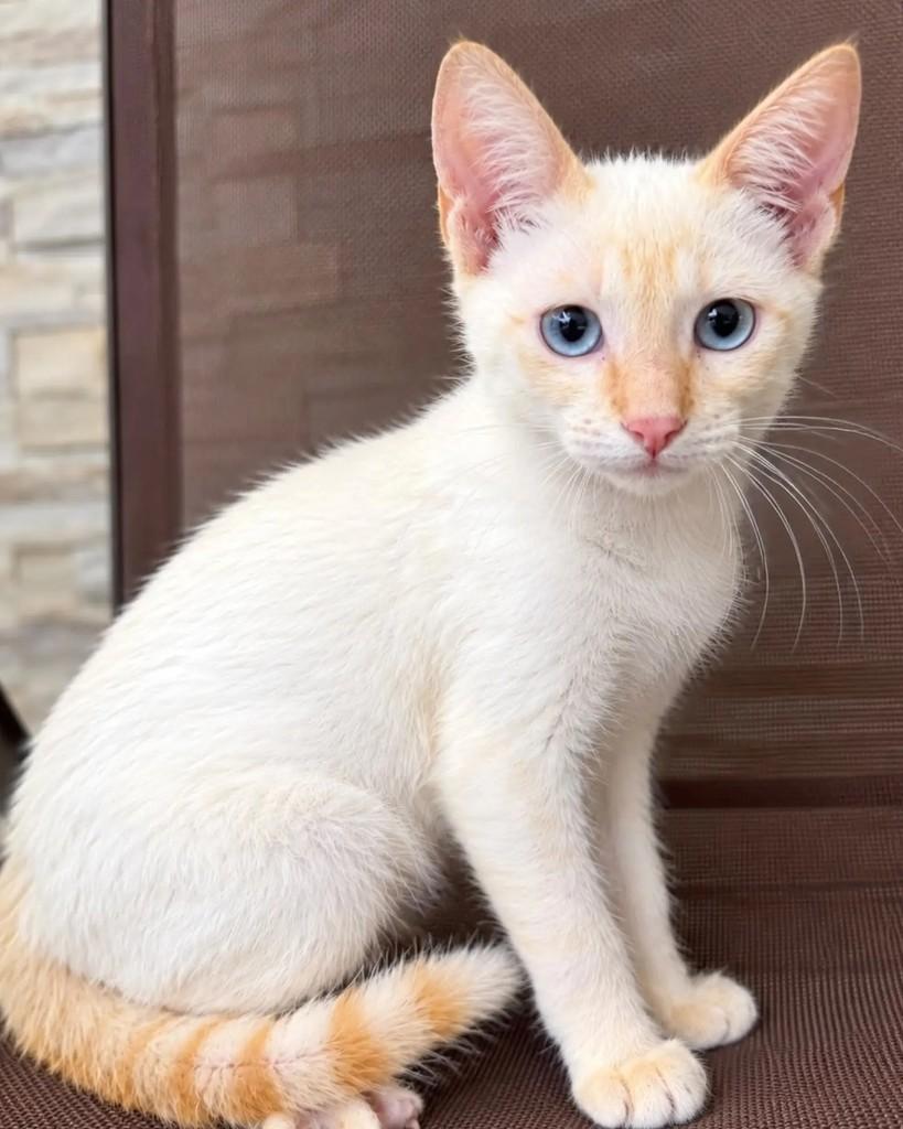 Mucilon, gato de porte pequeno para adoção em Niterói - RJ — foto 2 de 5