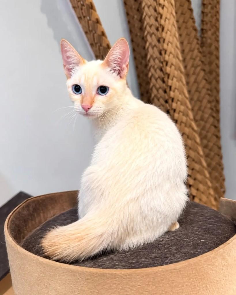 Mucilon, gato de porte pequeno para adoção em Niterói - RJ — foto 4 de 5