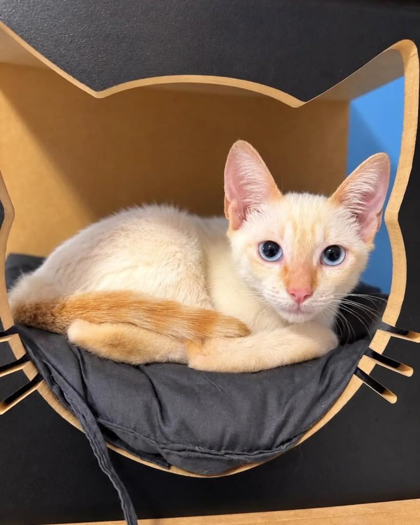 Mucilon, gato de porte pequeno para adoção em Niterói - RJ — foto 5 de 5