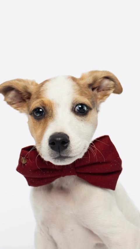 Theo, cachorro de porte pequeno para adoção em São Paulo - SP