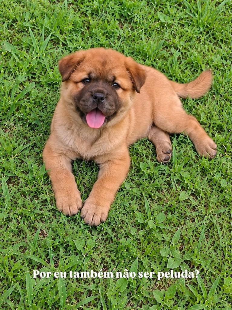 Jessie, cadela de porte pequeno para adoção em São Paulo - SP — foto 3 de 5