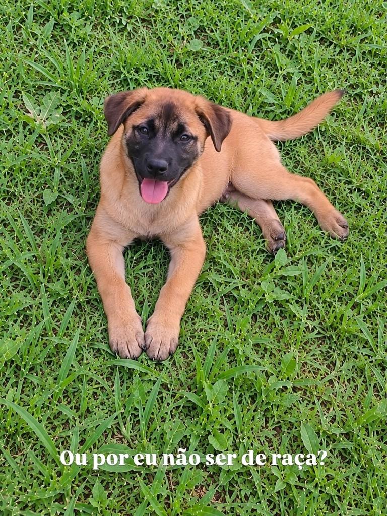 Jessie, cadela de porte pequeno para adoção em São Paulo - SP — foto 4 de 5