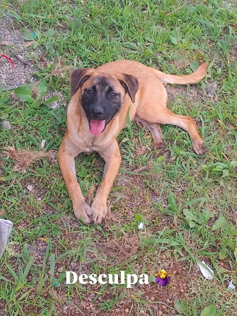 Jessie, cadela de porte pequeno para adoção em São Paulo - SP — foto 5 de 5