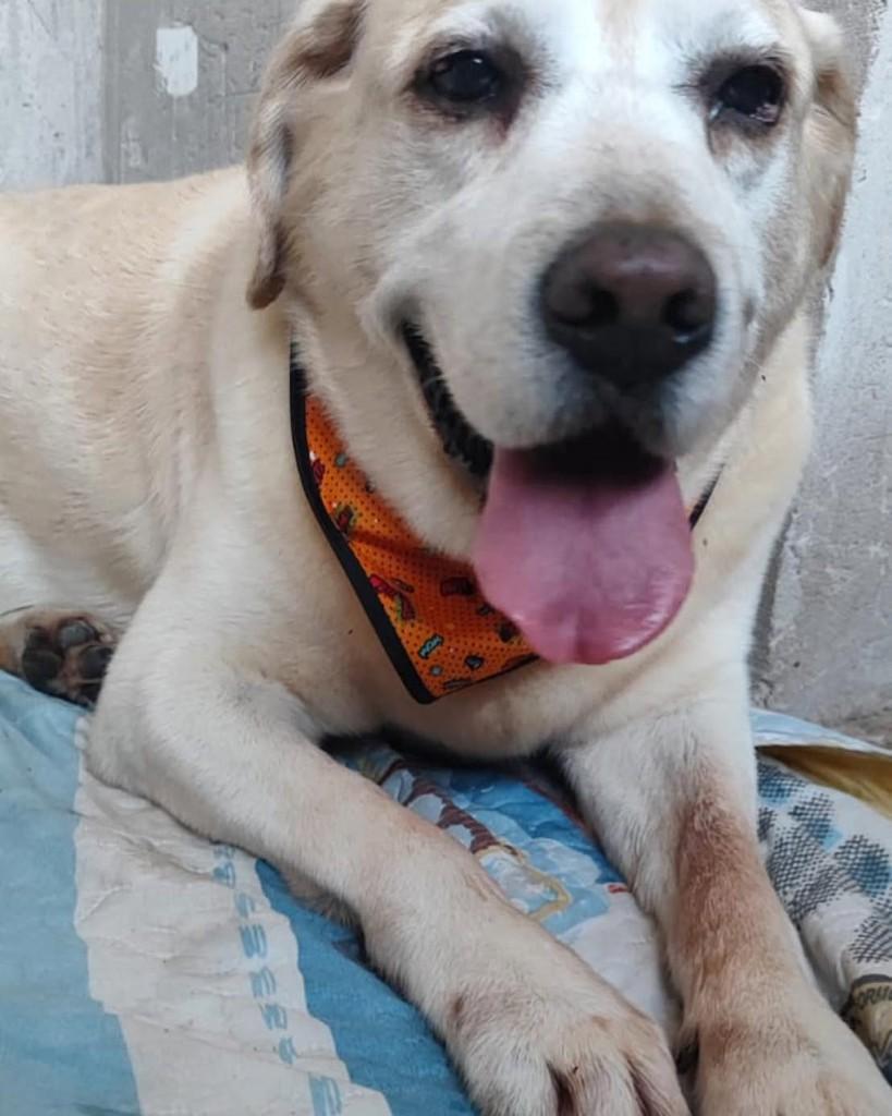 Bart, cachorro de porte médio para adoção em Presidente Prudente - SP