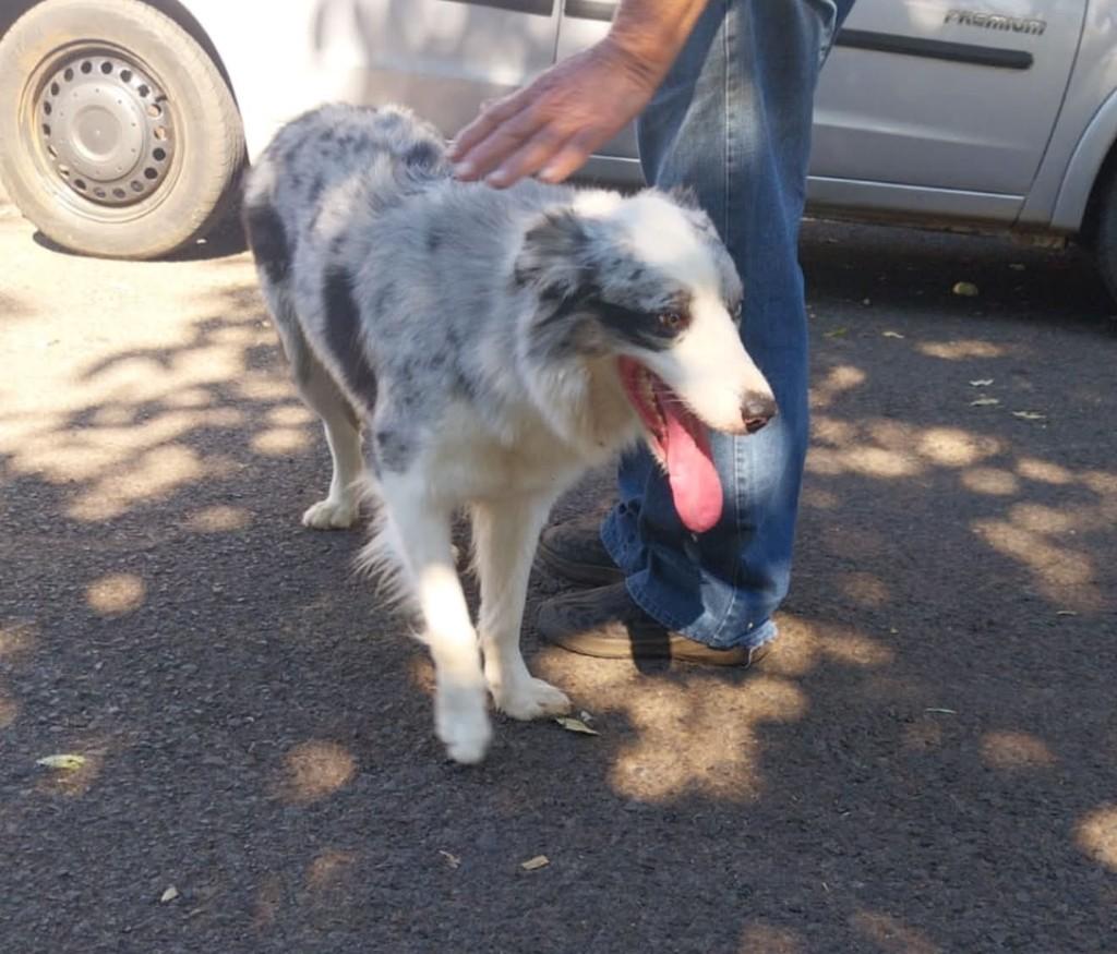 Cachorrinha, cadela de porte médio para adoção em Presidente Prudente - SP