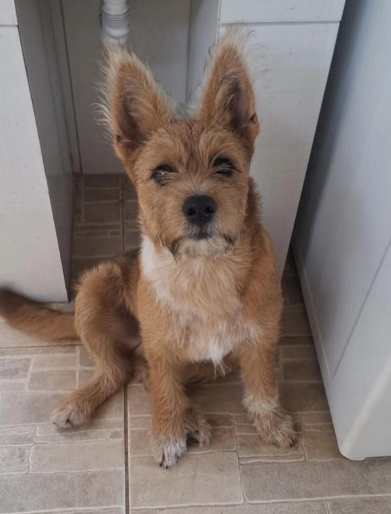 Hunter, cachorro de porte pequeno para adoção em Presidente Prudente - SP