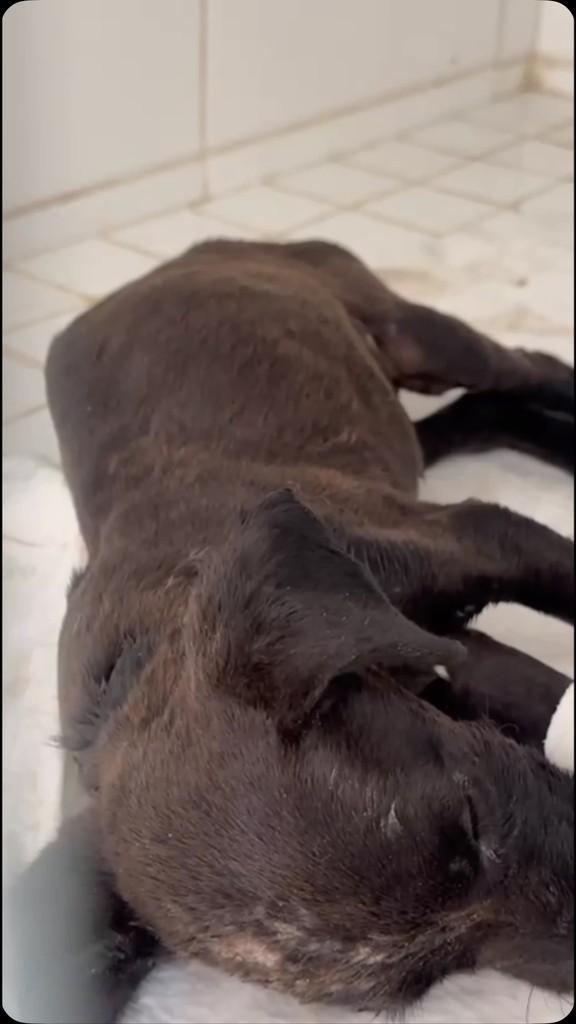 Filhotinha, cachorro de porte pequeno para adoção em Presidente Prudente - SP