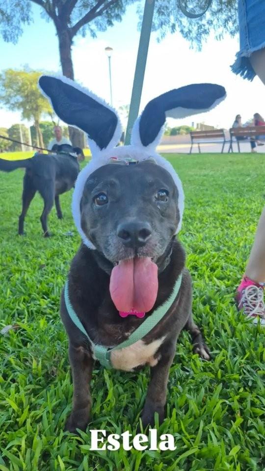 Estela, cachorro de porte médio para adoção em Maringá - PR