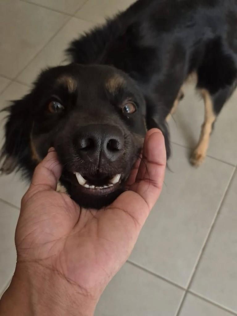 Seu Jorge, cachorro de porte médio para adoção em Goiânia - GO