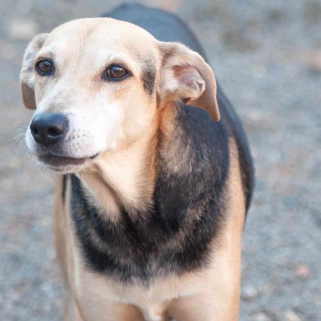 Canolli, cachorro de porte médio para adoção em Goiânia - GO