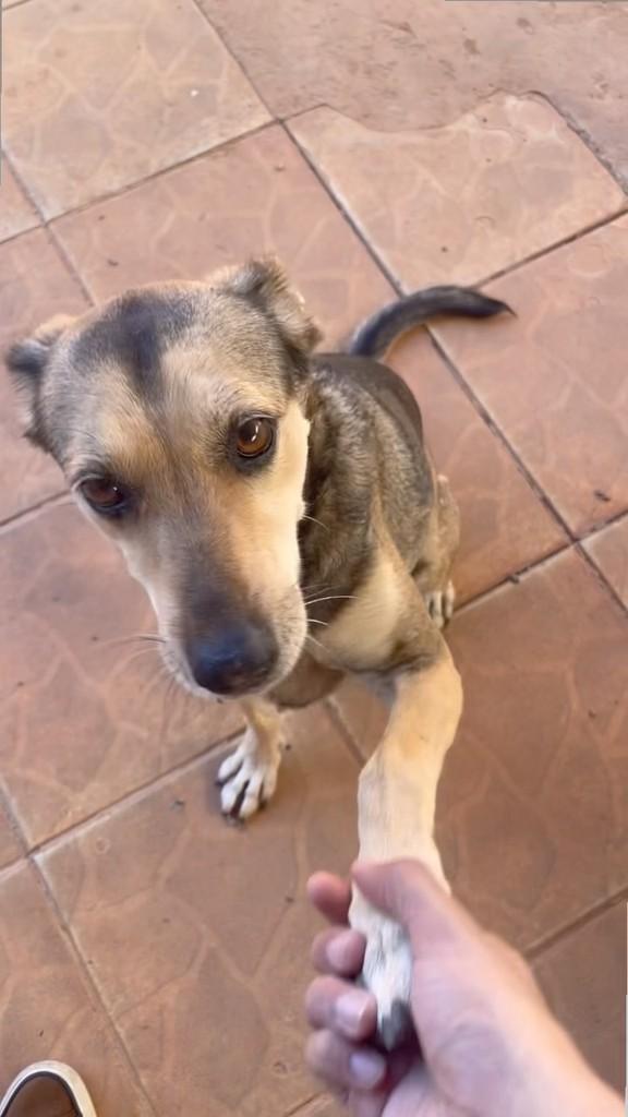 Páprica, cadela de porte pequeno para adoção em Goiânia - GO