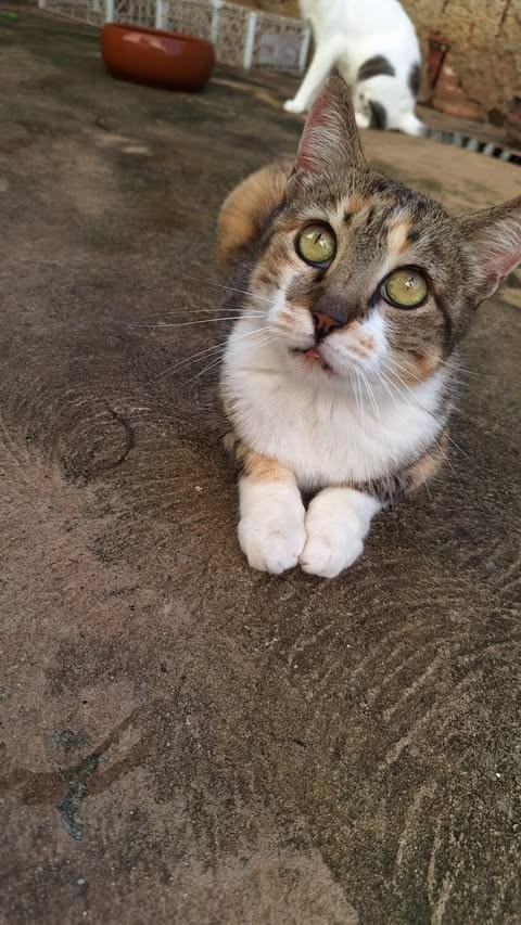 Severina, gata de porte pequeno para adoção em Goiânia - GO