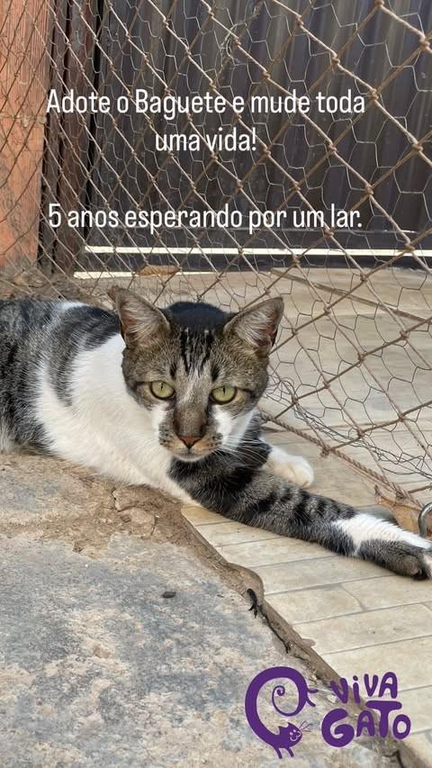 Baguete, gato de porte médio para adoção em Goiânia - GO