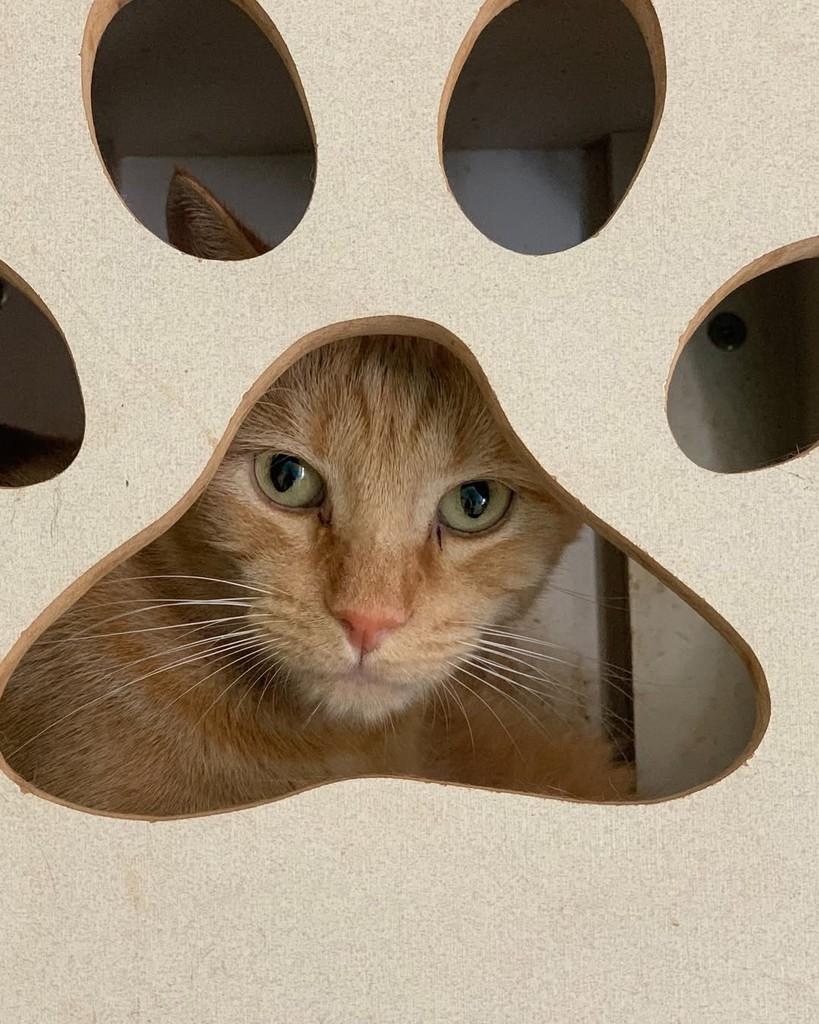 Benício, gato de porte médio para adoção em Goiânia - GO
