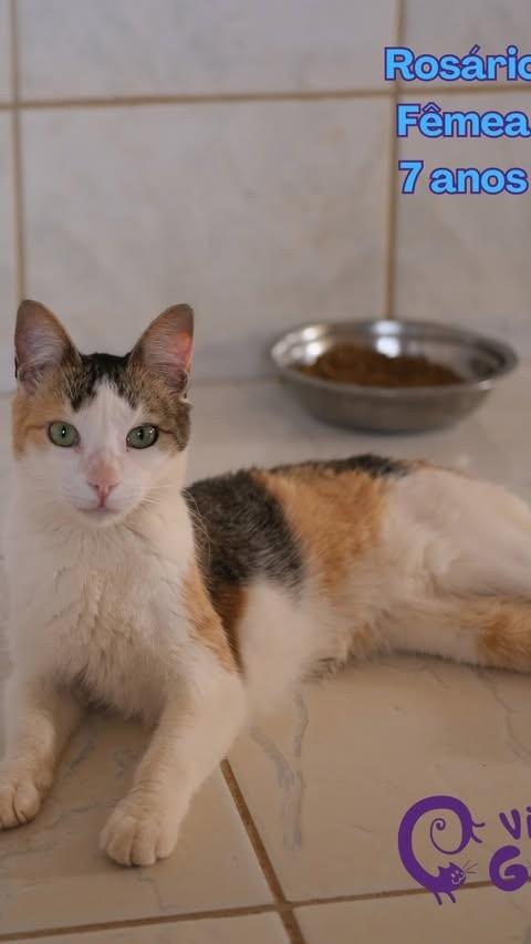 Rosário, gata para adoção em Goiânia - GO