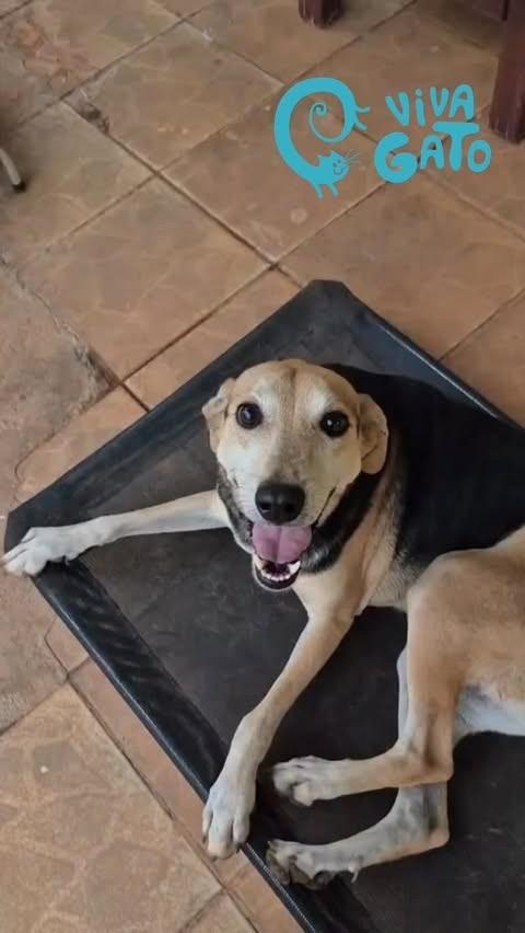 Canoli, cachorro de porte médio para adoção em Goiânia - GO
