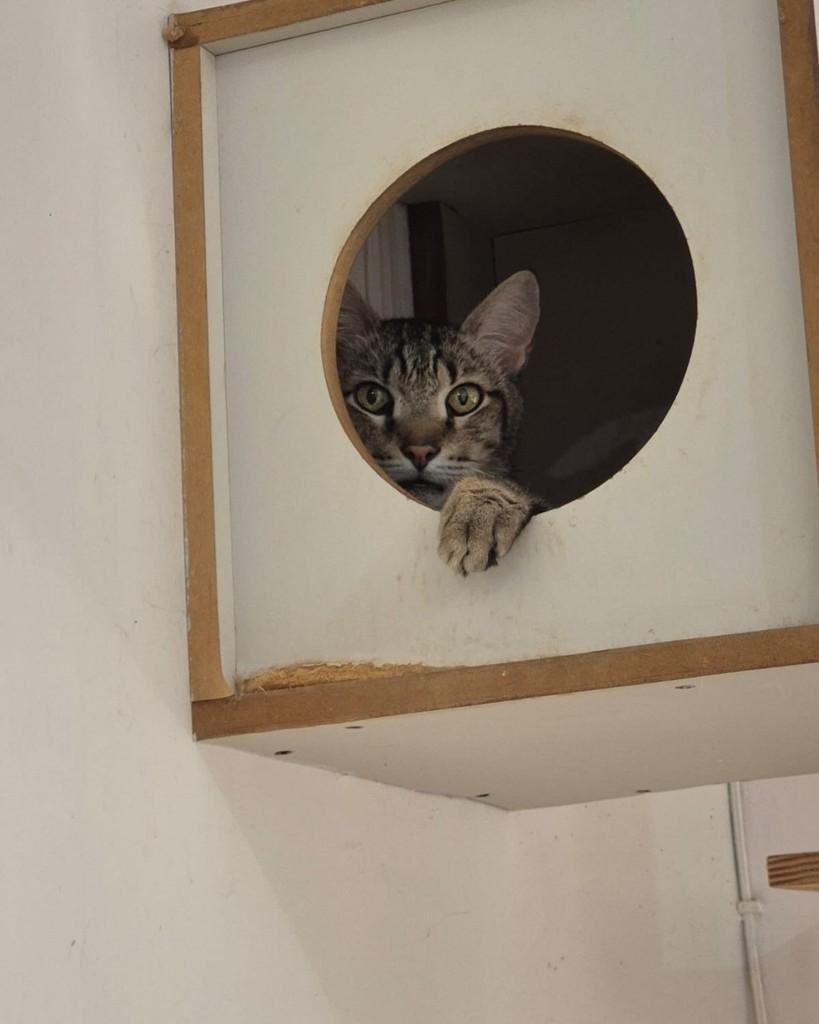 Requeijão, gato de porte médio para adoção em Goiânia - GO