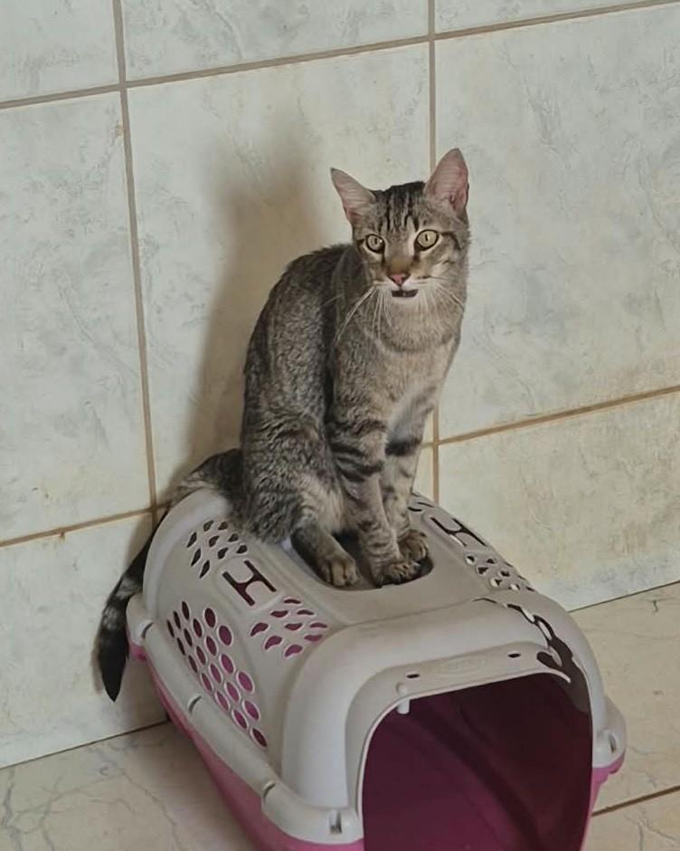 Requeijão, gato de porte médio para adoção em Goiânia - GO — foto 2 de 3