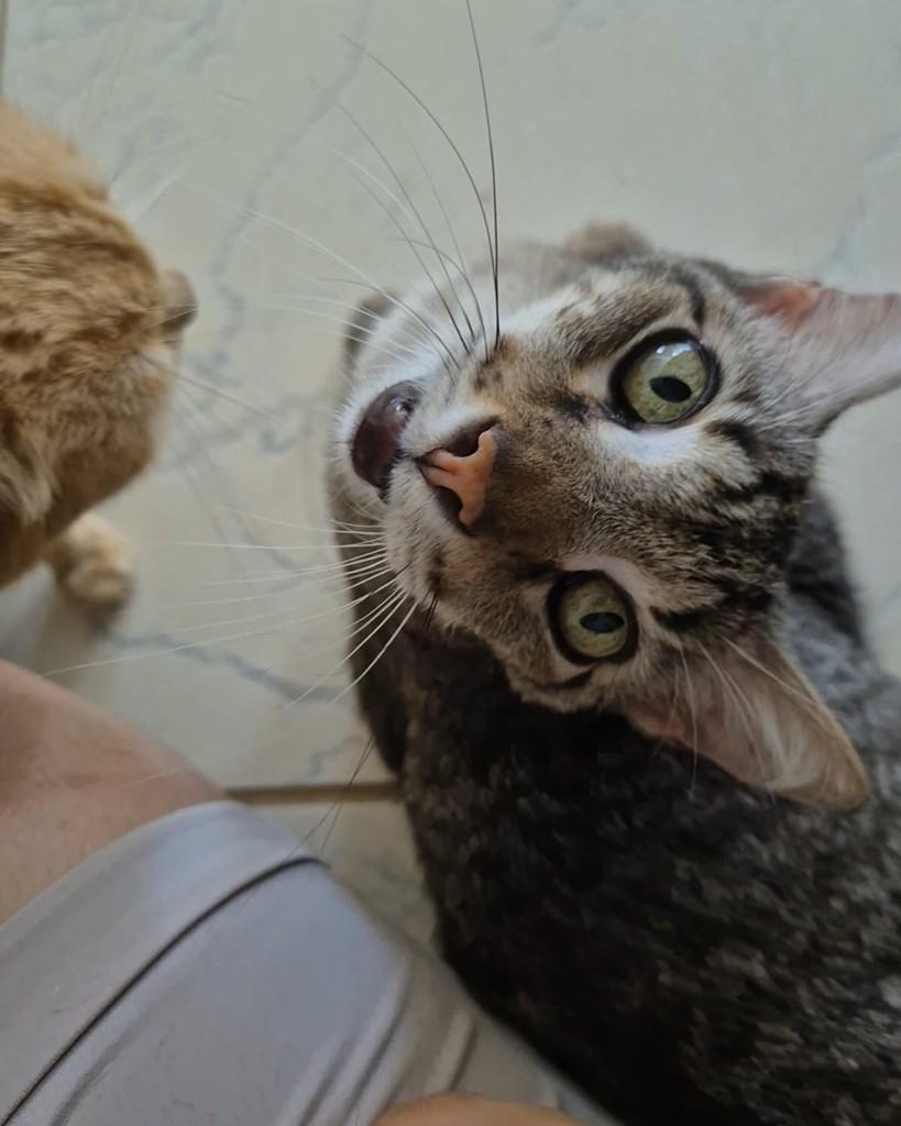 Requeijão, gato de porte médio para adoção em Goiânia - GO — foto 3 de 3