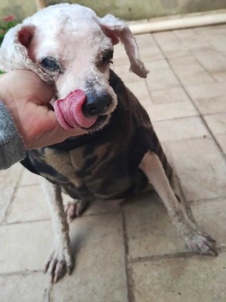 Tobby, cachorro de porte grande para adoção em Canoas - RS