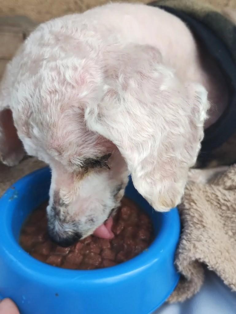 Tobby, cachorro de porte grande para adoção em Canoas - RS — foto 2 de 3