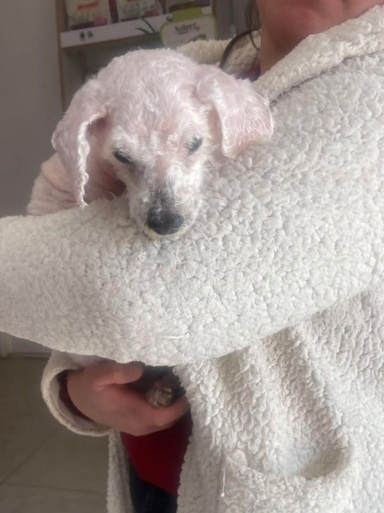 Tobby, cachorro de porte grande para adoção em Canoas - RS — foto 3 de 3