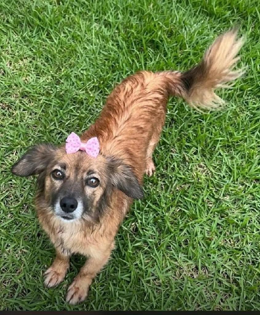 Belinha, cadela de porte pequeno para adoção em Canoas - RS