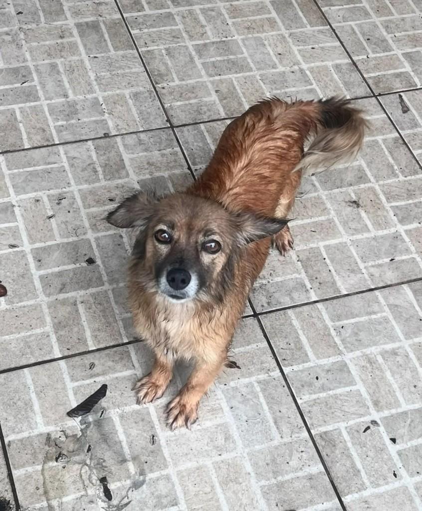 Belinha, cadela de porte pequeno para adoção em Canoas - RS — foto 2 de 2