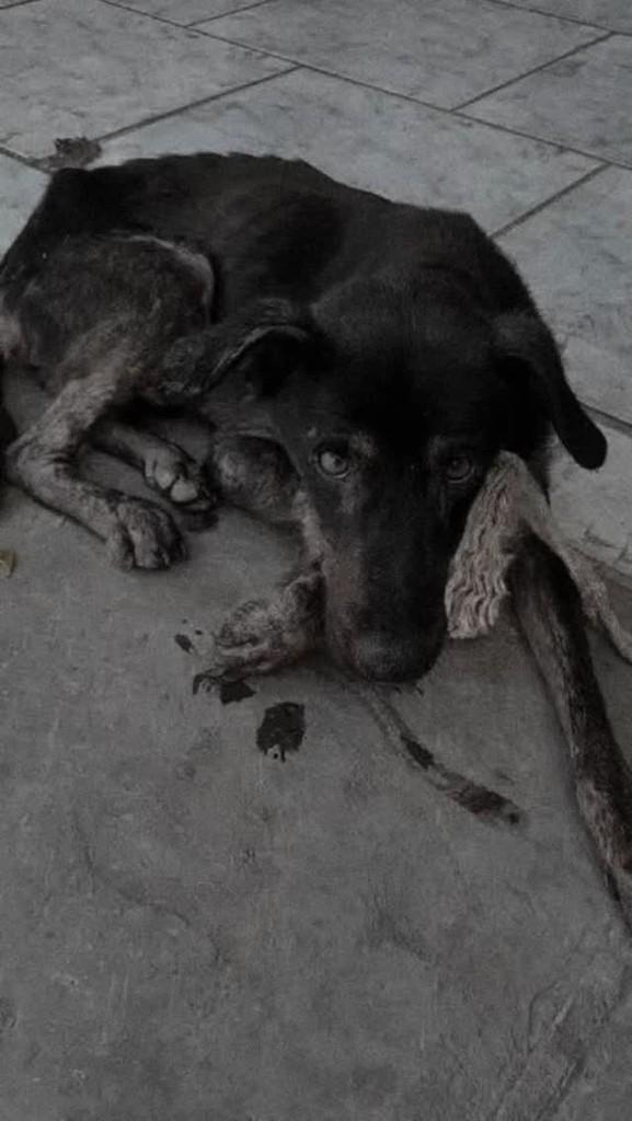 Dudu, cachorro de porte pequeno para adoção em Osório - RS