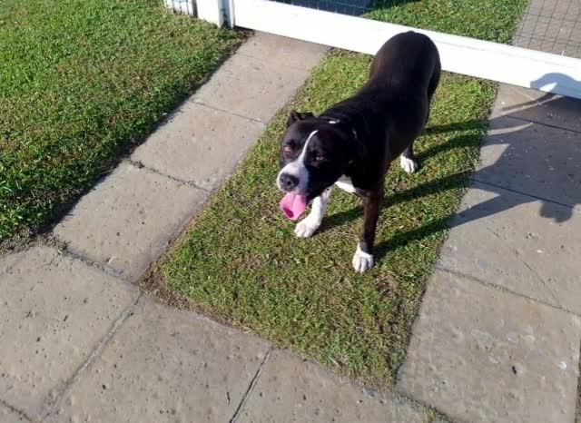 Lindo, cachorro de porte médio para adoção em Osório - RS