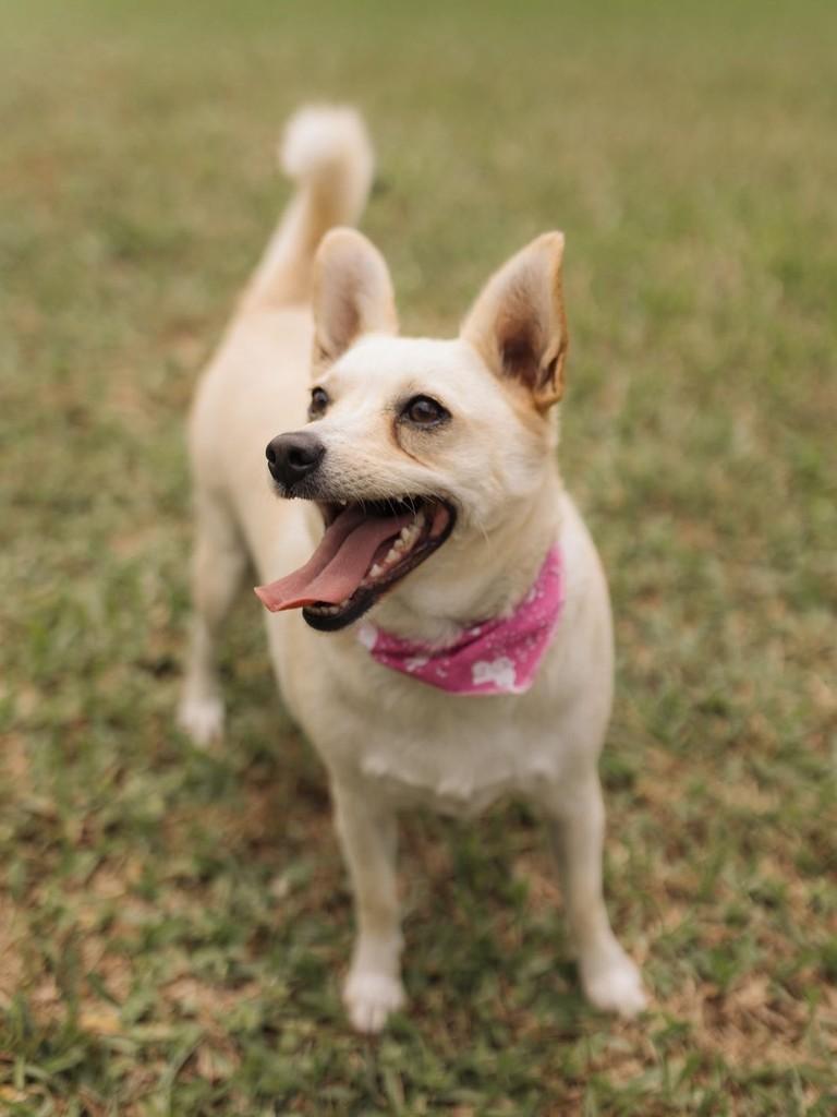 Feminha, cachorro de porte pequeno para adoção em Osório - RS