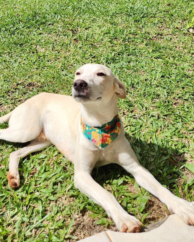 Alemão, cachorro de porte pequeno para adoção em Osório - RS