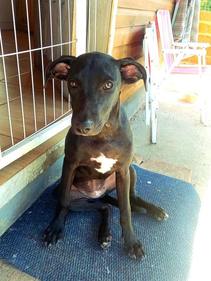Moana, cachorro de porte médio para adoção em Osório - RS