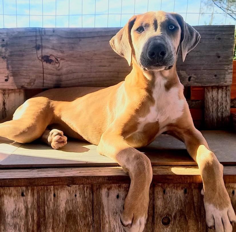 Agon, cachorro de porte grande para adoção em Osório - RS