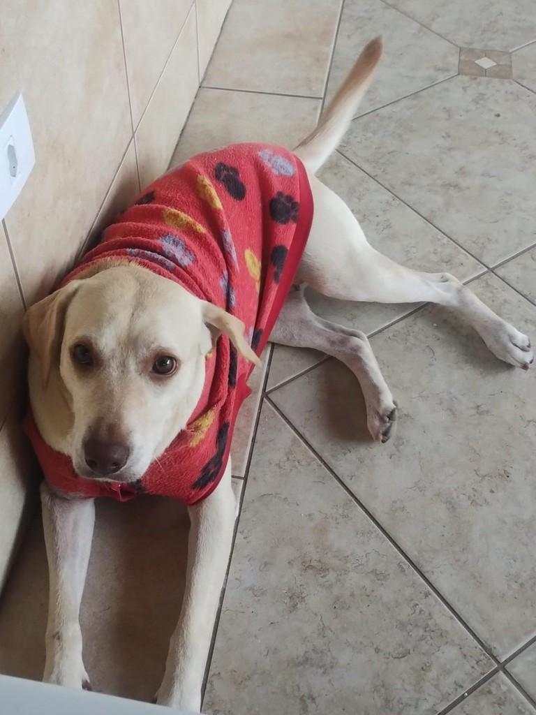 Mel, cadela de porte médio para adoção em Osório - RS