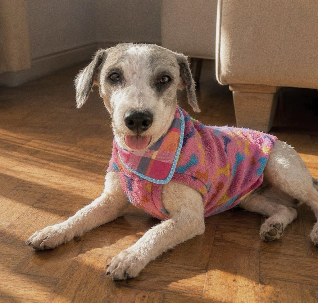Pitoco, cachorro de porte pequeno para adoção em Osório - RS
