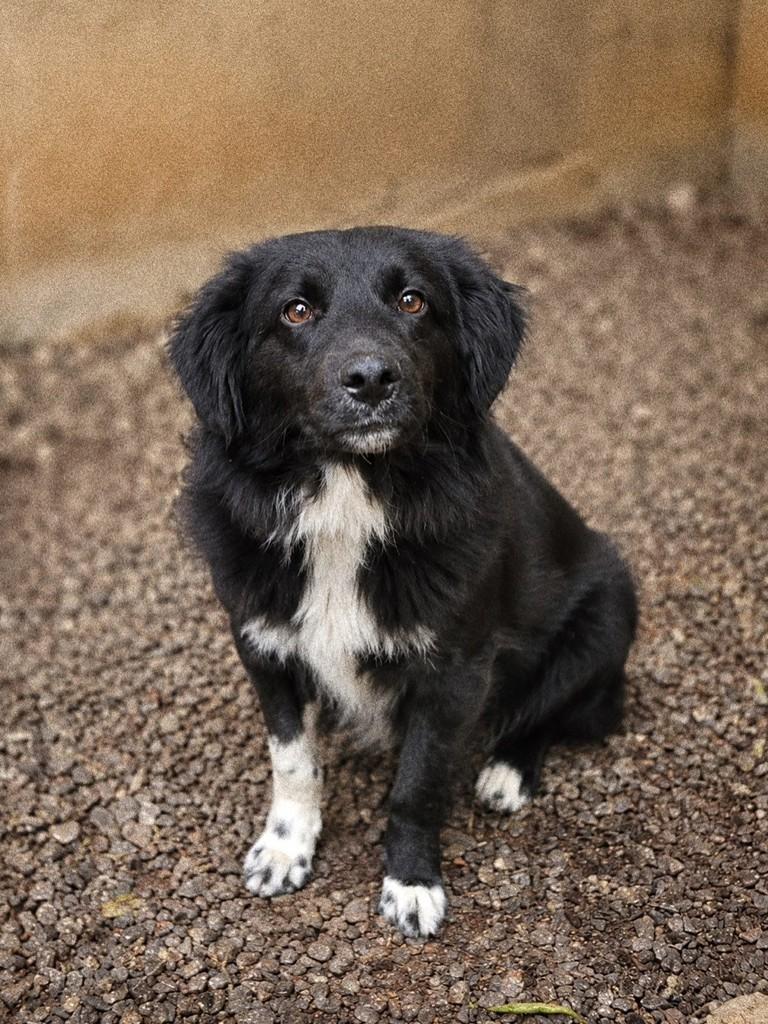 Oreo, cachorro de porte médio para adoção em Osório - RS