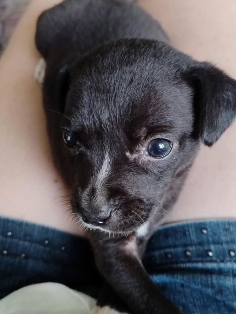 Frida, cachorro de porte pequeno para adoção em Osório - RS