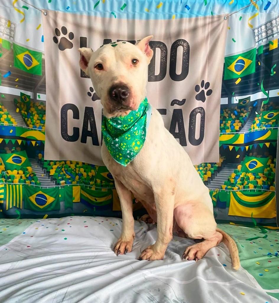 Baunilha, cadela de porte médio para adoção em Osório - RS