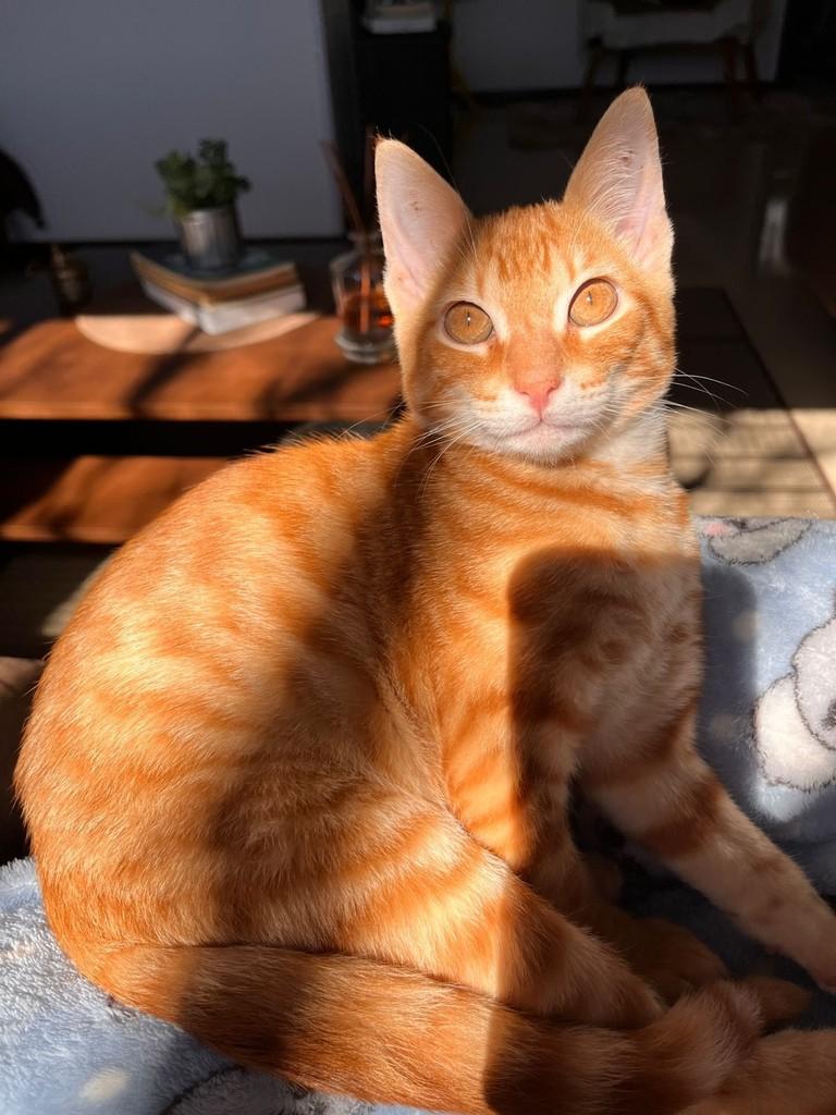 Nico, gato para adoção em Osório - RS