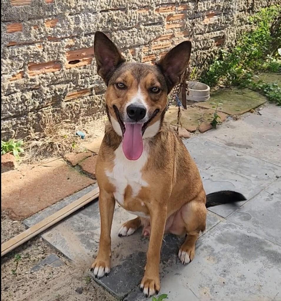 Toby, cachorro de porte médio para adoção em Osório - RS